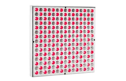 Nefertiti - Red Light Panel