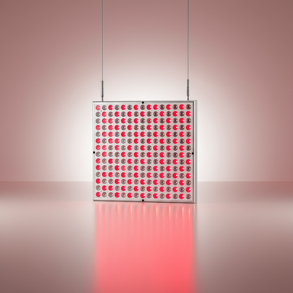 Nefertiti - Red Light Panel